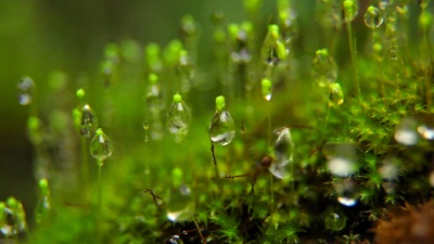 雨滴落在苔藓上