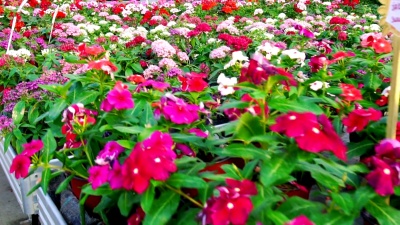 温室花店立交桥