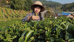 亚洲妇女早上在泰国MaeHong Son采摘茶叶