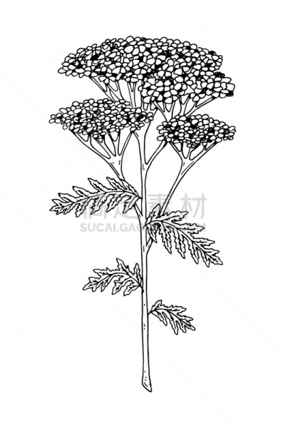 绘画插图,植物,草图,白色,西洋蓍草,矢量,动物手,草地,绘制