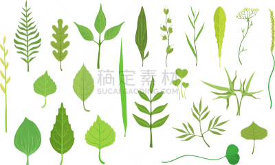 植物群,叶子,白杨,植物,白桦,埃及眼镜蛇,夏天,收集,树,写实