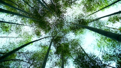 竹林