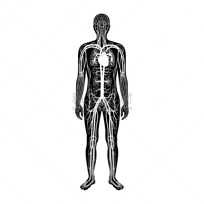 心血管系统,男孩,生物学,健康保健,人,男人,主动脉,矢量,儿童