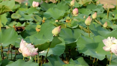 池塘里的莲花吹