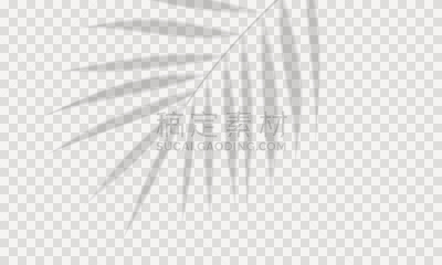 阴影,棕榈树,空的,背景分离,热带气候,干酪藤,模板,棕榈叶,窗户,植物