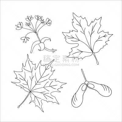 钥匙,植物学,剪贴画,矢量,绘画插图,枫树,水果,化学元素周期表,分离着色,线条