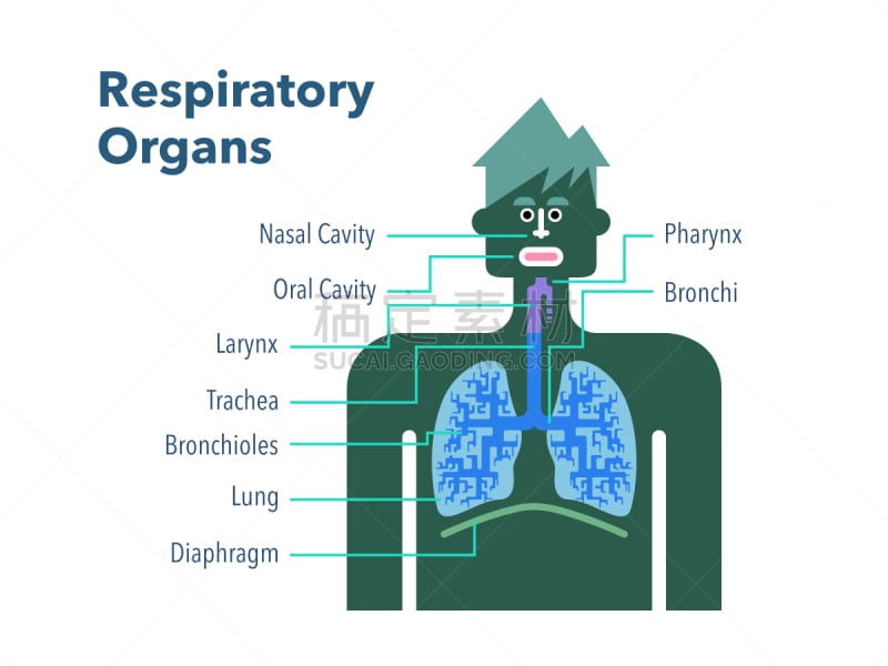 简单,绘画插图,白色背景,呼吸系统,部分,品牌名称,英格兰,生物学,鼻腔