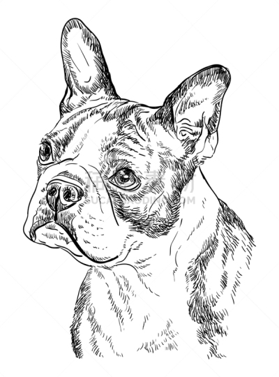 肖像,波士顿猎犬,绘画插图,动物手,梗犬,铅笔,狗,哺乳纲,动物,服从