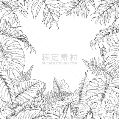 热带灌木,边框,长方形,轮廓,白色,黑色,图像,矢量,植物群,绘制