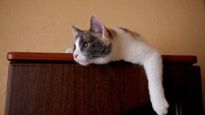 猫躺在壁橱上