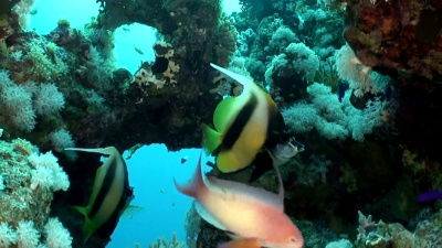 海洋生物-旗鱼