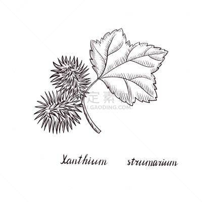 植物,绘画插图,苍耳属,矢量,生物学,农业,健康保健,滴瓶,牛蒡,食品