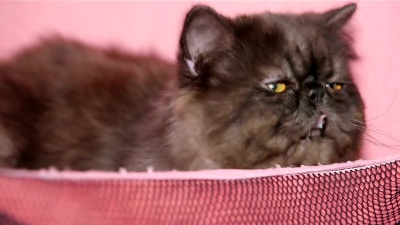 有趣的毛茸茸的波斯猫品种。