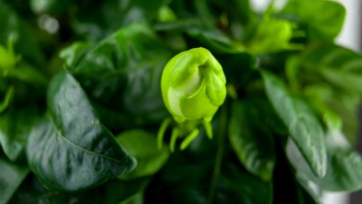 绿色背景上美丽的白花栀子花