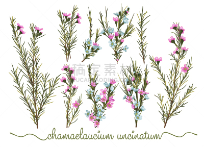天气,绘画插图,白色背景,在上面,分离着色,水彩画,叶子,花,收集,布置