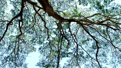 带阳光滑块的大含羞草树场景