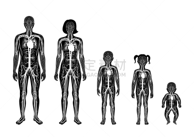 心血管系统,男孩,生物学,人,男人,家庭,女人,成年的,站
