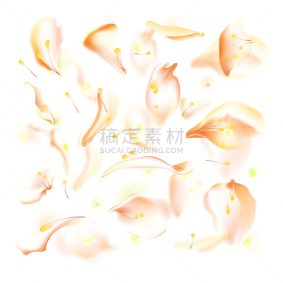 粉色,樱之花,花瓣,玫瑰,夏天,春天,白色,红色,落下,布置