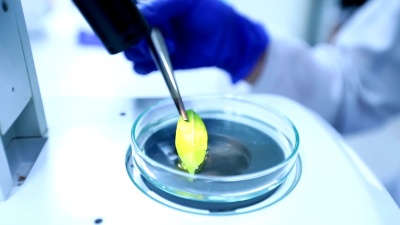科学家和生物实验室实验，慢镜头