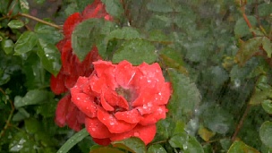 红色的花在绿色背景下的雨滴下绽放