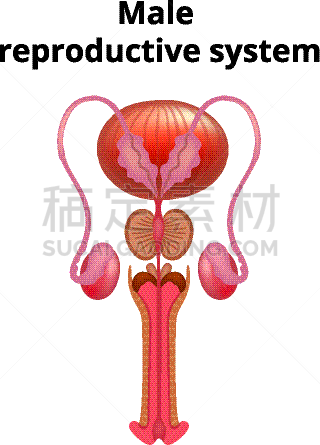 男性生殖系统,尿道,肛门,膜,人类的生殖器官,阴囊,睾丸,龟头
