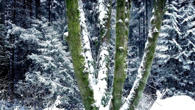 从雪林到晴林的过渡