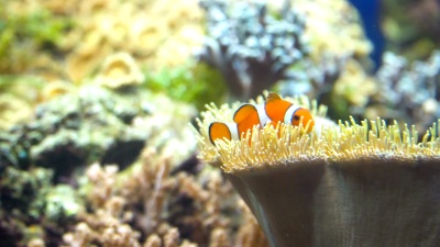 尼莫银莲花