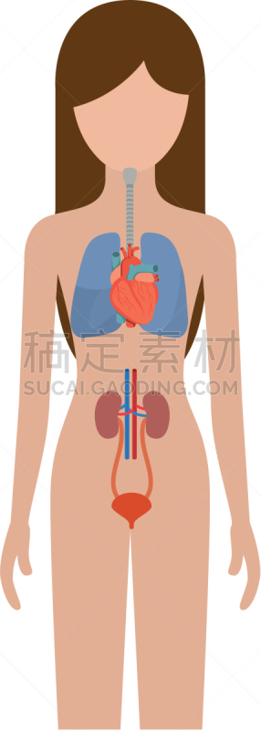 人,女性,色彩鲜艳,呼吸装置,肾脏,图像,喉咙,矢量,剪影,咽