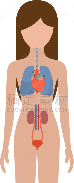 人,女性,色彩鲜艳,呼吸装置,肾脏,图像,喉咙,矢量,剪影,咽