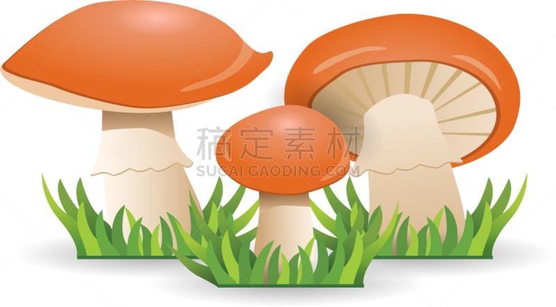 蔬菜,食用菌,滑的,健康食物,汽车起重机,菌丝,可爱的,Porcini Mushroom,家庭,清新