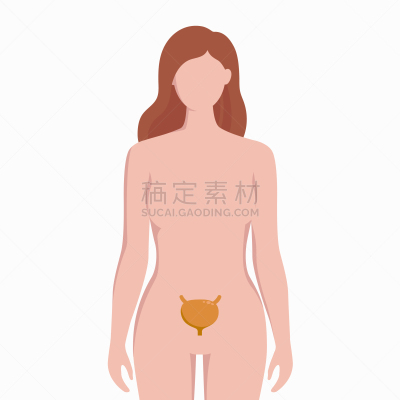 健康保健,女人,膀胱,盆底,扁平化设计,生物学,信息图表,人,剪影