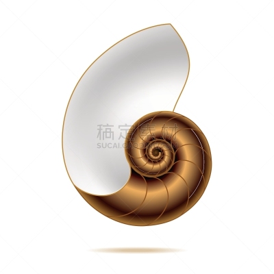 鹦鹉螺,自然,螺线,室内管弦乐队,图像,海洋,软体动物,矢量,贝壳,缠绕