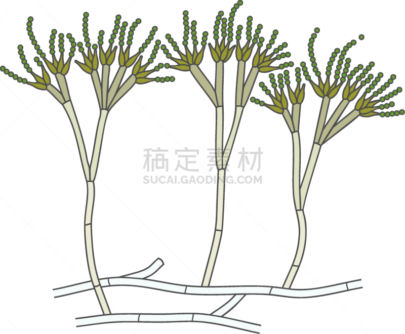 菌丝,分生孢子,青霉菌,白色背景,孢子,分离着色,建造物,生物学,微生物学,背景分离