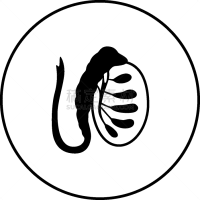 男性生殖系统,生物学,健康保健,睾丸,门诊部,品牌名称,人类的生殖器官,人类腺体,顺序