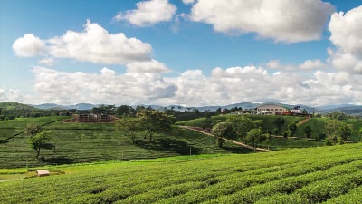 美丽的茶园