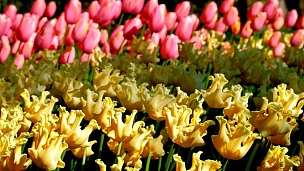 荷兰Keukenhof花园里盛开的郁金香花坛