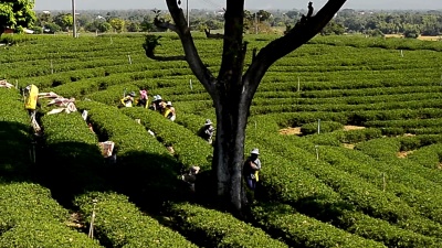 泰国农民在泰国高原种植园采摘茶叶收获