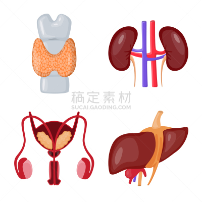 品牌名称,生理学,泌尿系统,膀胱,人,背的，脊的,设计,布置