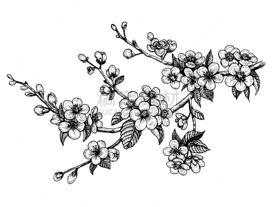 春天,绘画插图,花,枝,矢量,樱桃,樱之花,花