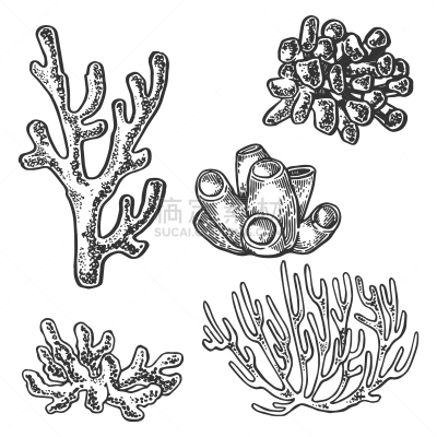植物,雕刻图像,珊瑚海,木版画,海洋,古典式,动物,复古,绘制
