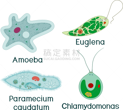 衣藻,原生动物,尾草履虫,单细胞生物,阿米巴,薄肌眼虫,生物学,微生物学,细胞质,背景分离