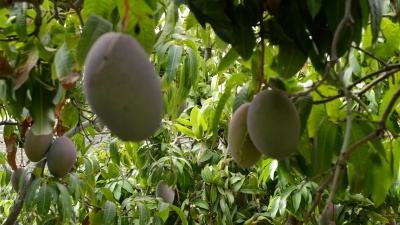 芒果热带水果挂在种植园里，倾斜