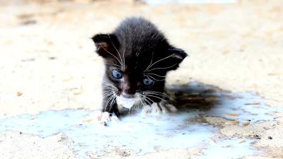猫宝宝牛奶 