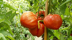   手工采摘番茄