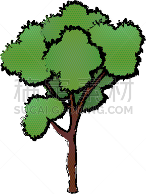 自然,公园,植物,森林,园林,分离着色,榕树,图像,枝,树