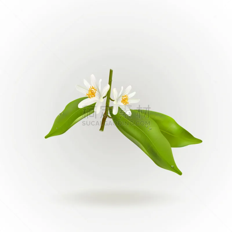 植物 白色 分离着色 花朵 枝 柑橘属 柚子 清新 桔子 花图片素材下载 稿定素材