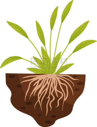 植物,宽的,叶子,根部,生物学,农业,长的,环境,枝繁叶茂,草
