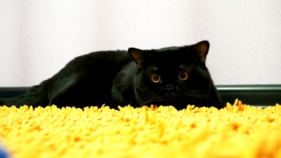 英国黑猫正在玩具
