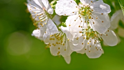 滴落在樱花上的雨滴