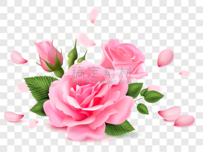 红色,叶子,玫瑰,粉色,矢量,透明,分离着色,背景,花,写实